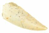 Serrated Raptor Tooth - Real Dinosaur Tooth #364719-1
